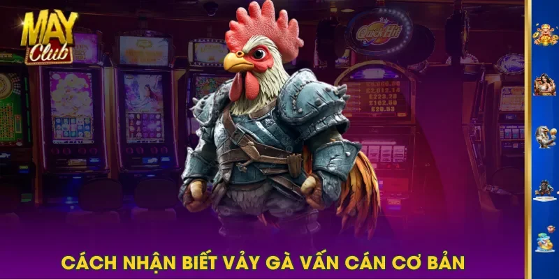 Cách nhận biết vảy gà vấn cán cơ bản Cách nhận biết vảy gà vấn cán cơ bản