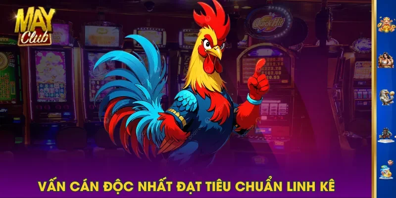 Vấn cán độc nhất đạt tiêu chuẩn linh kê Vấn cán độc nhất đạt tiêu chuẩn linh kê