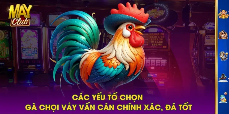 Các yếu tố chọn gà chọi vảy vấn cán chính xác, đá tốt Các yếu tố chọn gà chọi vảy vấn cán chính xác, đá tốt