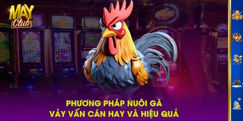 Phương pháp nuôi gà vảy vấn cán hay và hiệu quả Phương pháp nuôi gà vảy vấn cán hay và hiệu quả